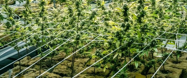 20230504_Seekraut_LQ (33 von 35)